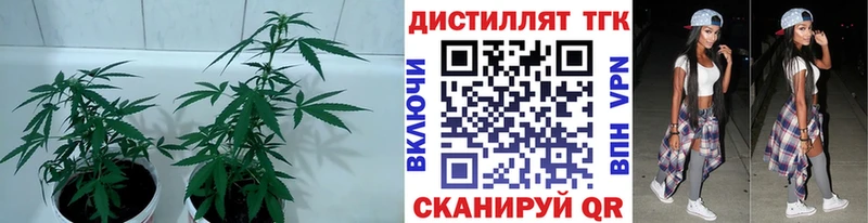 нарко площадка Telegram blacksprut ссылка Краснослободск Дистиллят ТГК THC oil