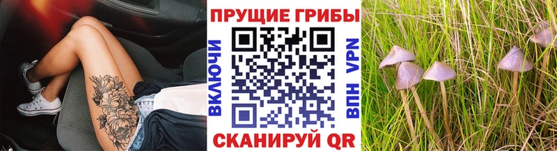 Галлюциногенные грибы Psilocybe Краснослободск